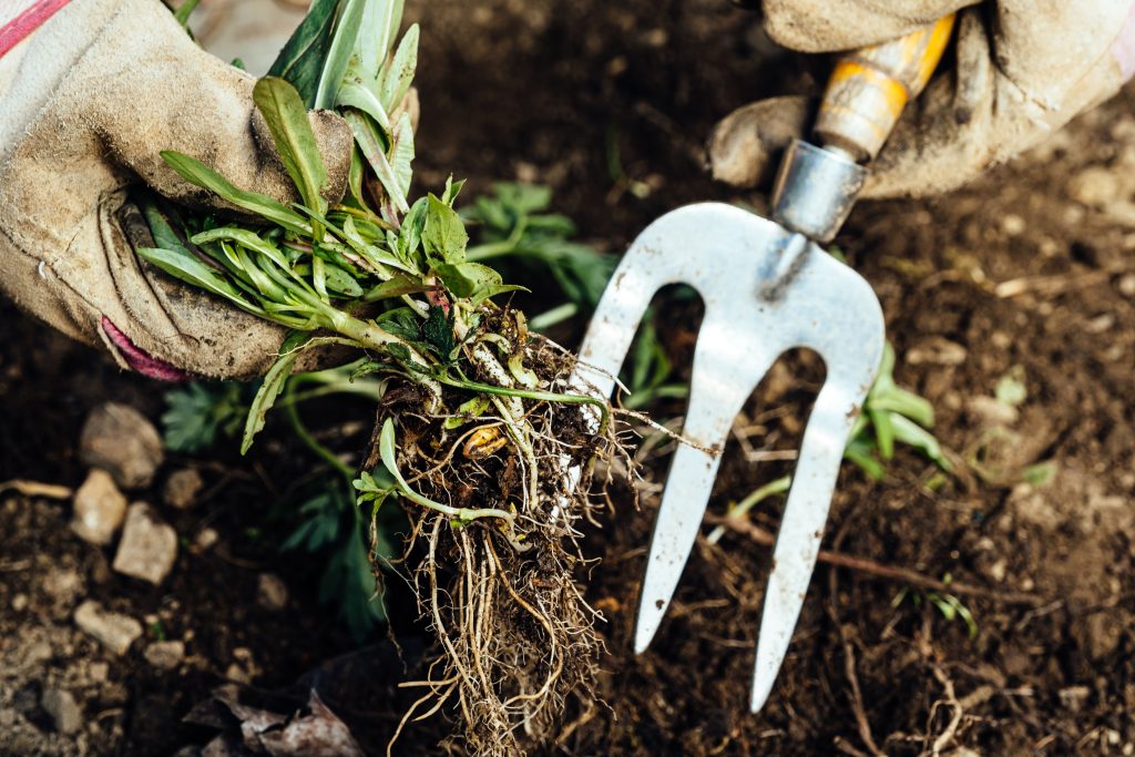 person removing weeds