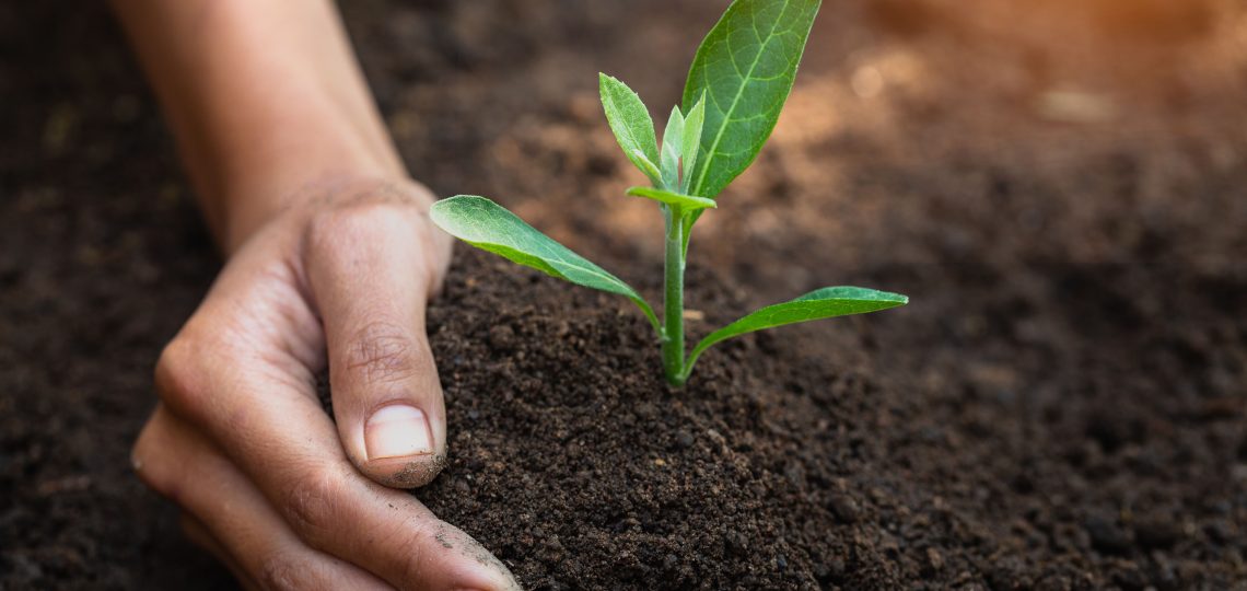 hand holding soil with a sprout