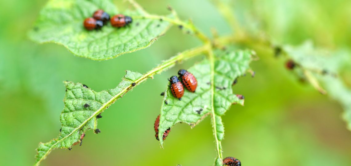 ladybugs on leaves