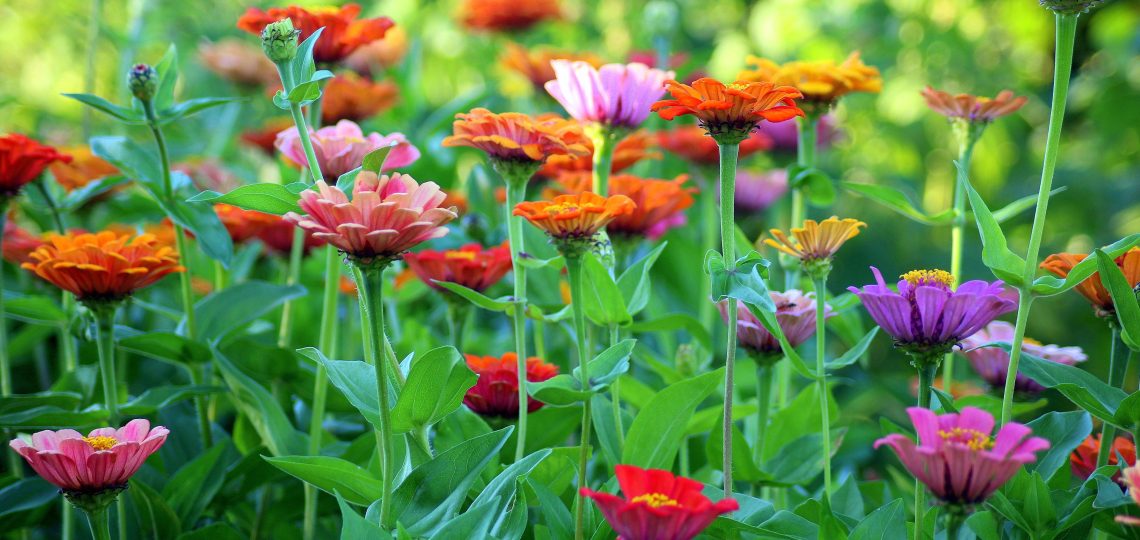 wildflowers in nature