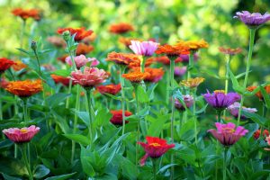 wildflowers in nature